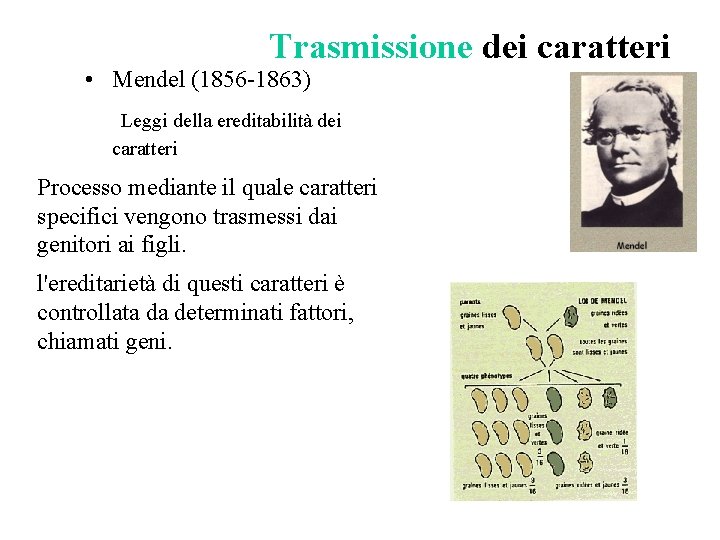 Trasmissione dei caratteri • Mendel (1856 -1863) Leggi della ereditabilità dei caratteri Processo mediante