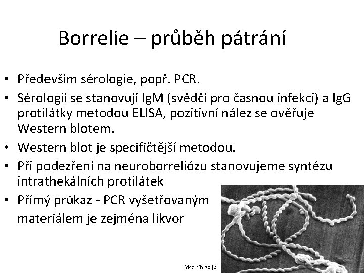 Borrelie – průběh pátrání • Především sérologie, popř. PCR. • Sérologií se stanovují Ig.