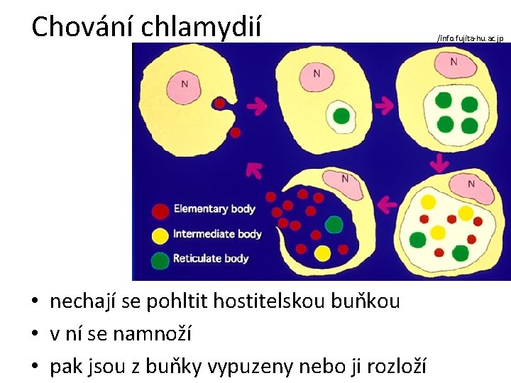 Chování chlamydií • nechají se pohltit hostitelskou buňkou • v ní se namnoží •