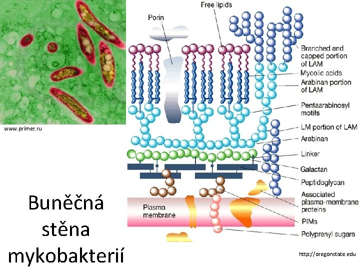 www. primer. ru Buněčná stěna mykobakterií http: //oregonstate. edu 