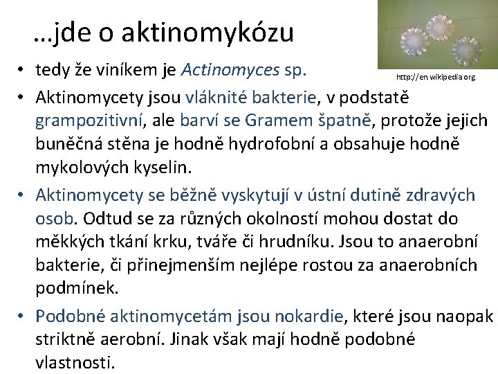 …jde o aktinomykózu • tedy že viníkem je Actinomyces sp. http: //en. wikipedia. org