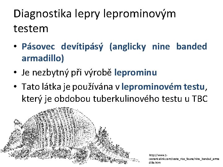 Diagnostika lepry leprominovým testem • Pásovec devítipásý (anglicky nine banded armadillo) • Je nezbytný