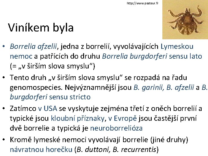 http: //www. pasteur. fr Viníkem byla • Borrelia afzelii, jedna z borrelií, vyvolávajících Lymeskou