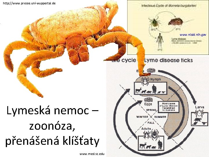 http: //www. presse. uni-wuppertal. de www. niaid. nih. gov Lymeská nemoc – zoonóza, přenášená