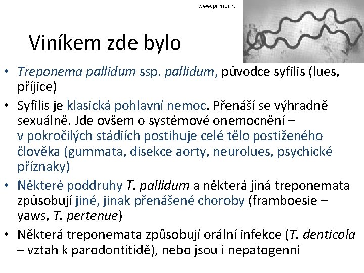 www. primer. ru Viníkem zde bylo • Treponema pallidum ssp. pallidum, původce syfilis (lues,