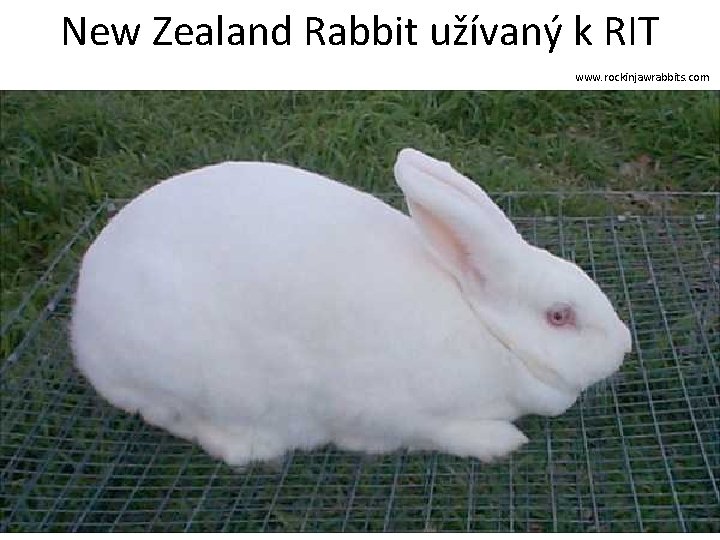 New Zealand Rabbit užívaný k RIT www. rockinjawrabbits. com 