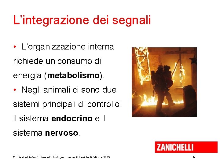 L’integrazione dei segnali • L’organizzazione interna richiede un consumo di energia (metabolismo). • Negli