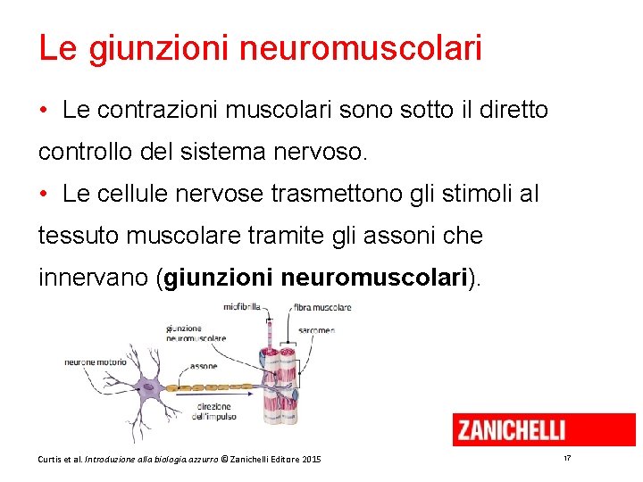 Le giunzioni neuromuscolari • Le contrazioni muscolari sono sotto il diretto controllo del sistema