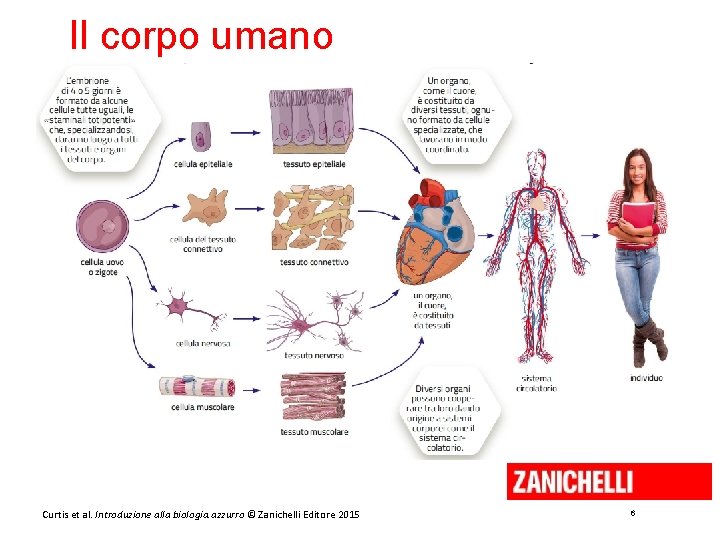 Il corpo umano Curtis et al. Introduzione alla biologia. azzurro © Zanichelli Editore 2015