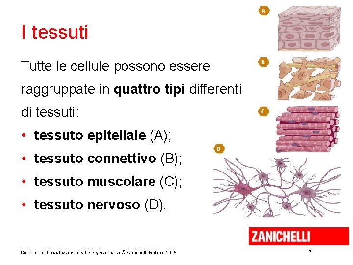 I tessuti Tutte le cellule possono essere raggruppate in quattro tipi differenti di tessuti: