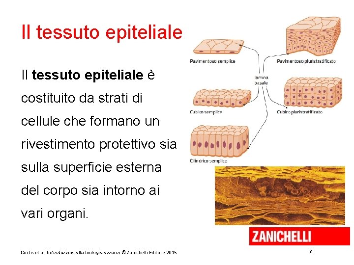Il tessuto epiteliale è costituito da strati di cellule che formano un rivestimento protettivo