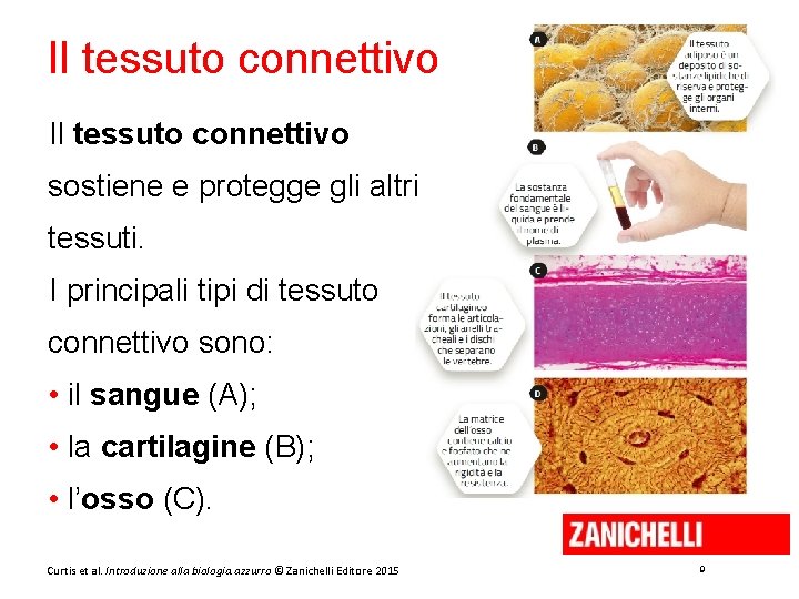 Il tessuto connettivo sostiene e protegge gli altri tessuti. I principali tipi di tessuto