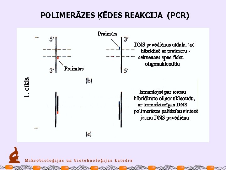 POLIMERĀZES ĶĒDES REAKCIJA (PCR) 