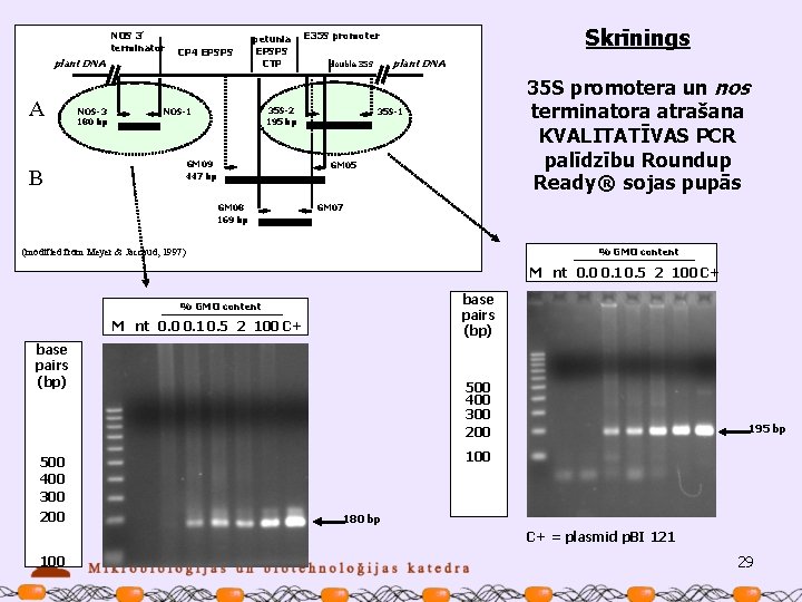 NOS 3’ terminator plant DNA A NOS-3 180 bp CP 4 EPSPS petunia EPSPS