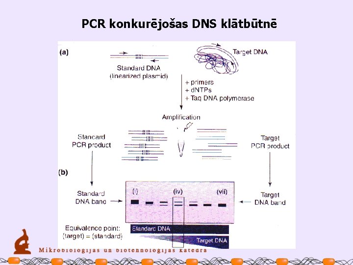 PCR konkurējošas DNS klātbūtnē 