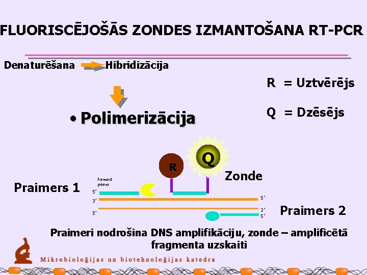 FLUORISCĒJOŠĀS ZONDES IZMANTOŠANA RT-PCR Denaturēšana Hibridizācija R = Uztvērējs Q = Dzēsējs • Polimerizācija