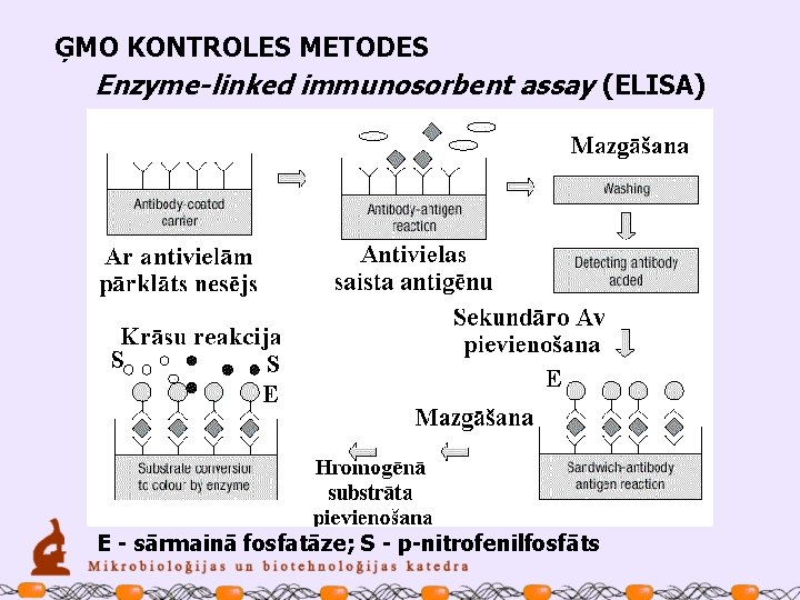 ĢMO KONTROLES METODES Enzyme-linked immunosorbent assay (ELISA) E - sārmainā fosfatāze; S - p-nitrofenilfosfāts