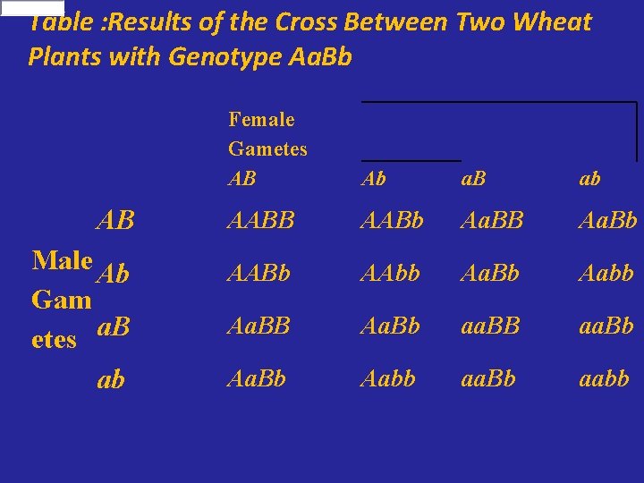 Table : Results of the Cross Between Two Wheat Plants with Genotype Aa. Bb