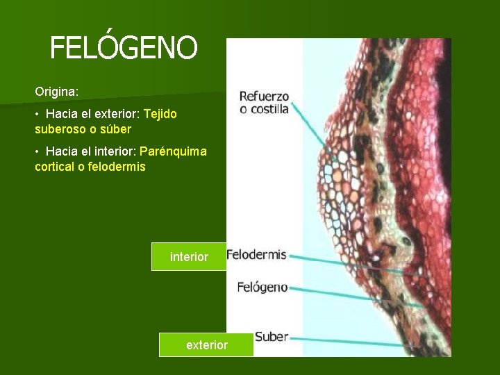 FELÓGENO Origina: • Hacia el exterior: Tejido suberoso o súber • Hacia el interior: