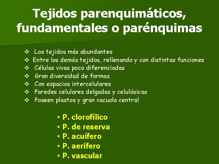 Tejidos parenquimáticos, fundamentales o parénquimas v v v v Los tejidos más abundantes Entre