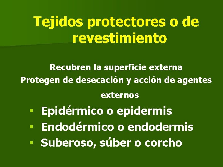 Tejidos protectores o de revestimiento Recubren la superficie externa Protegen de desecación y acción