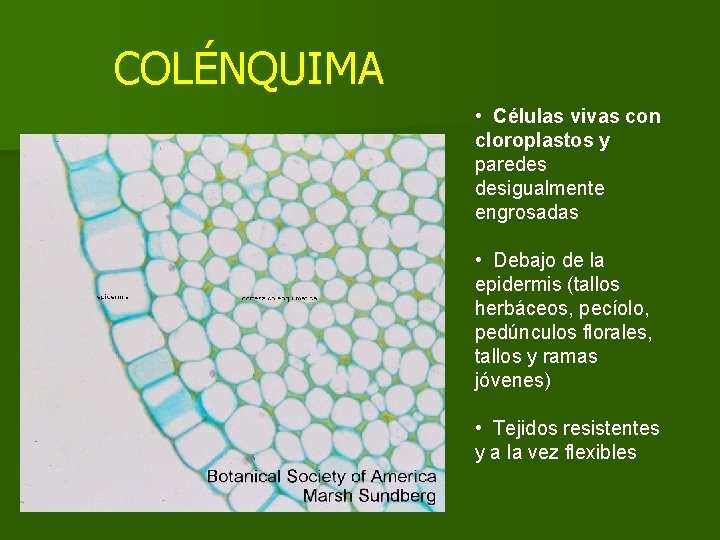 COLÉNQUIMA • Células vivas con cloroplastos y paredes desigualmente engrosadas • Debajo de la