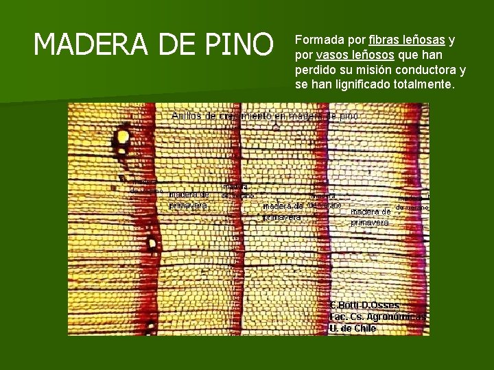 MADERA DE PINO Formada por fibras leñosas y por vasos leñosos que han perdido