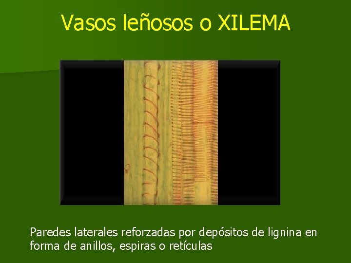 Vasos leñosos o XILEMA Paredes laterales reforzadas por depósitos de lignina en forma de