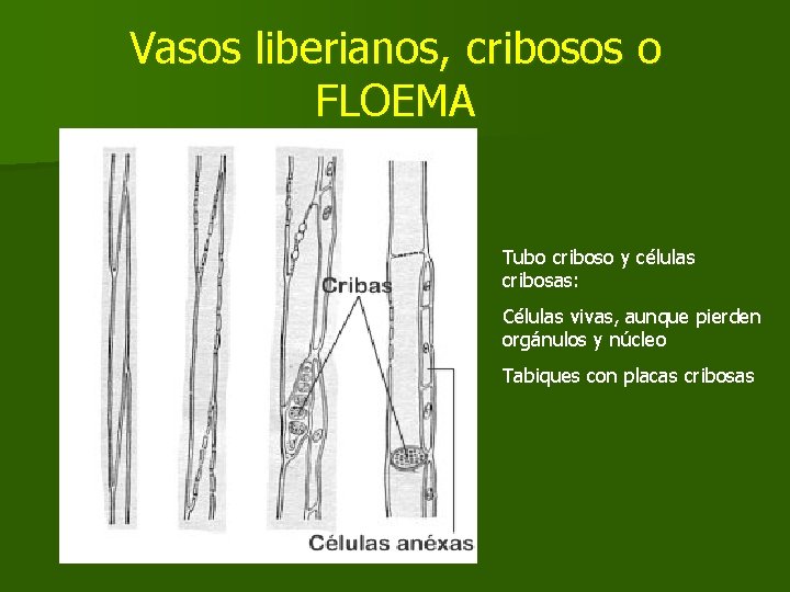 Vasos liberianos, cribosos o FLOEMA Tubo criboso y células cribosas: Células vivas, aunque pierden