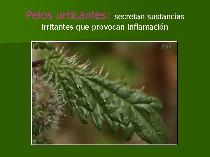 Pelos urticantes: secretan sustancias irritantes que provocan inflamación 