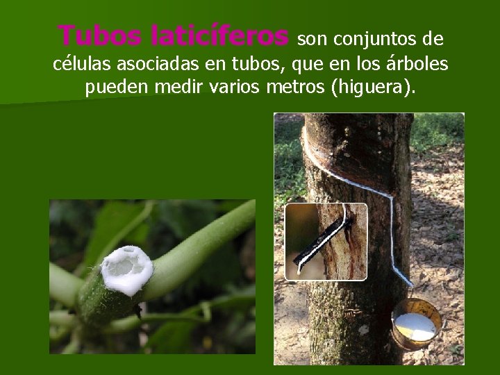 Tubos laticíferos son conjuntos de células asociadas en tubos, que en los árboles pueden