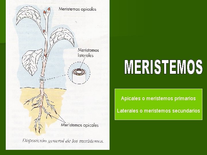 Apicales o meristemos primarios Laterales o meristemos secundarios 