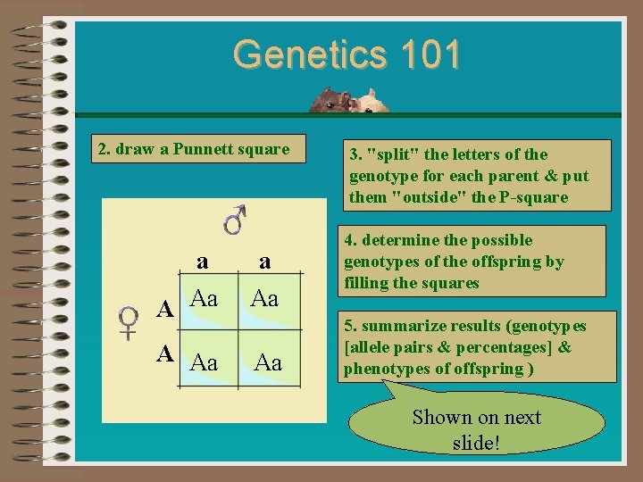 Genetics 101 2. draw a Punnett square a a A Aa Aa A Aa