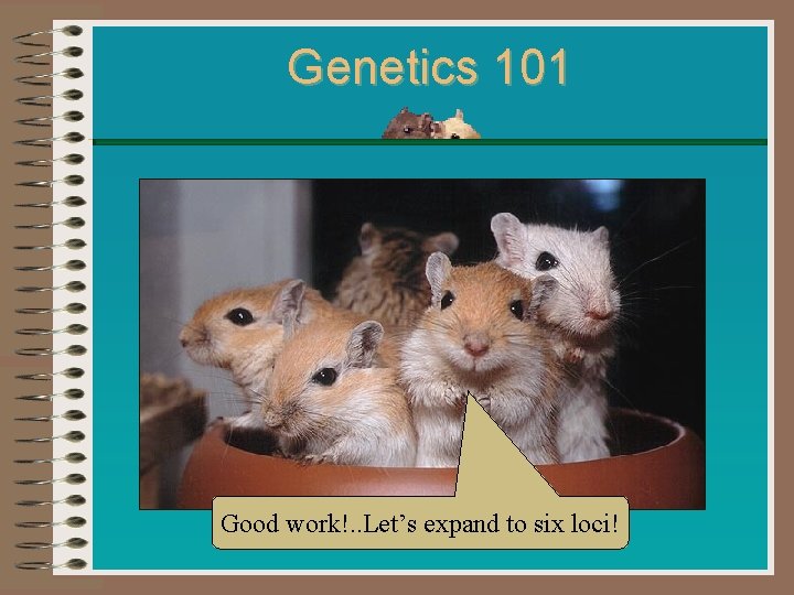 Genetics 101 Good work!. . Let’s expand to six loci! 