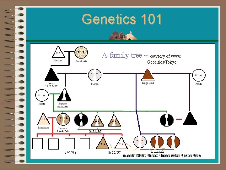 Genetics 101 A family tree ~ courtesy of www. Geocities/Tokyo 