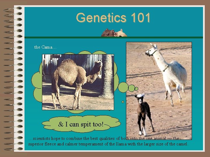 Genetics 101 the Cama… I have the cloven hooves of a llama and the