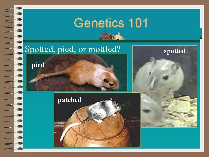Genetics 101 Spotted, pied, or mottled? pied patched spotted Genetics 101 Spotted, pied, or mottled? pied patched spotted