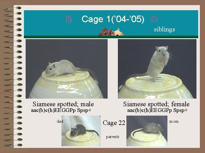 c Cage 1(’ 04 -’ 05) d siblings Siamese spotted; male aac(b)c(h)EEGGPp Spsp+ dad c Cage 1(’ 04 -’ 05) d siblings Siamese spotted; male aac(b)c(h)EEGGPp Spsp+ dad