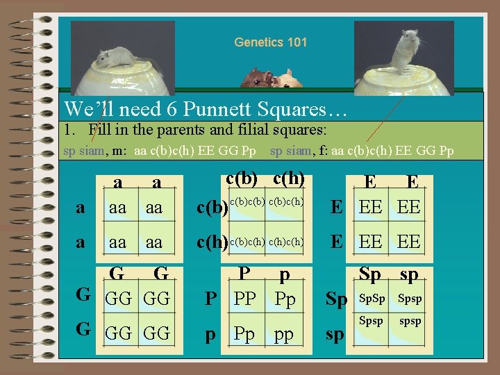 Genetics 101 We’ll need 6 Punnett Squares… 1. Fill in the parents and filial