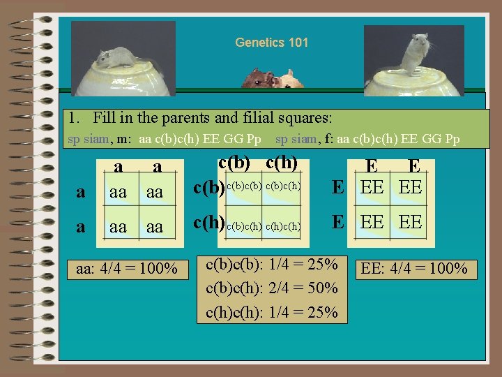 Genetics 101 1. Fill in the parents and filial squares: sp siam, m: aa