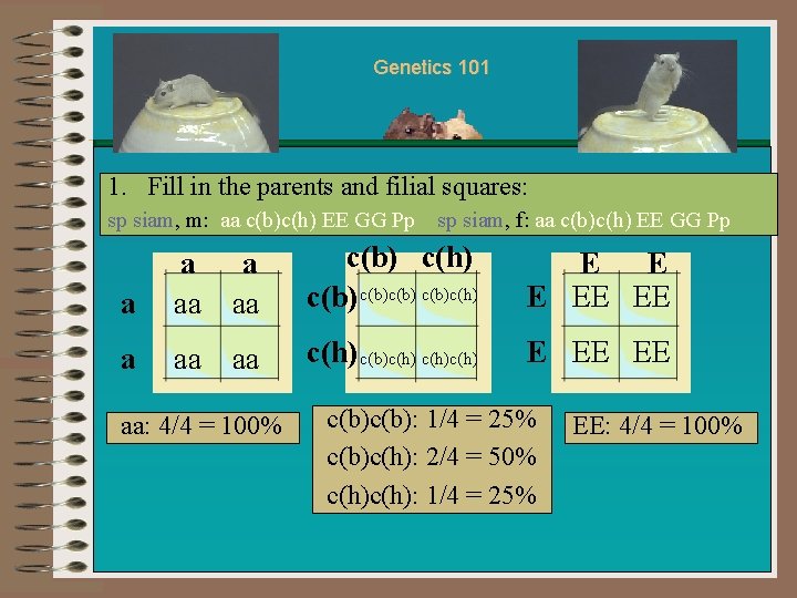 Genetics 101 1. Fill in the parents and filial squares: sp siam, m: aa Genetics 101 1. Fill in the parents and filial squares: sp siam, m: aa