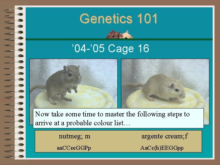 Genetics 101 ’ 04 -’ 05 Cage 16 Now take some time to master