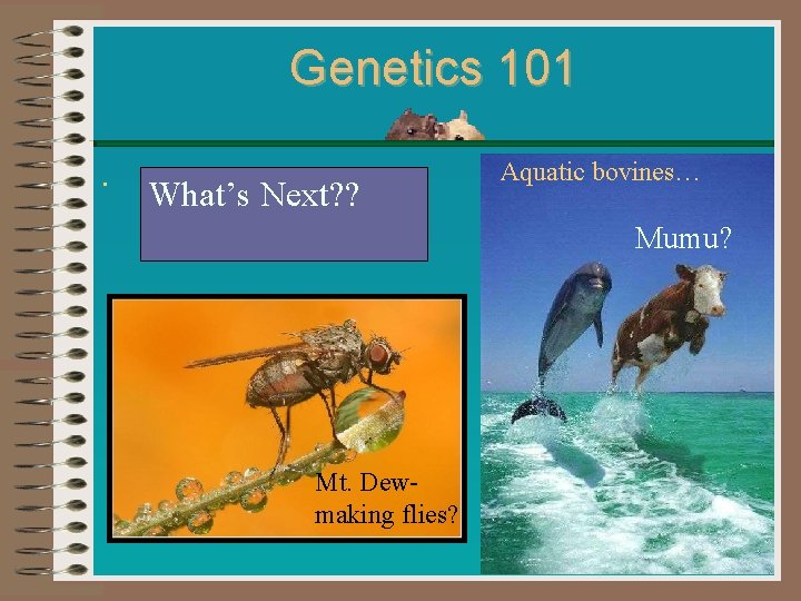 Genetics 101. What’s Next? ? Aquatic bovines… Mumu? Mt. Dew- making flies? 
