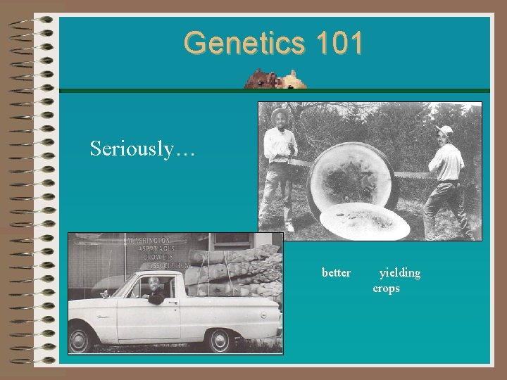 Genetics 101 Seriously… better yielding crops Genetics 101 Seriously… better yielding crops