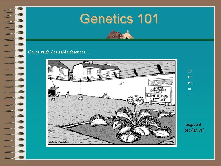 Genetics 101 Crops with desirable features… D ef en se … (Against predators) 