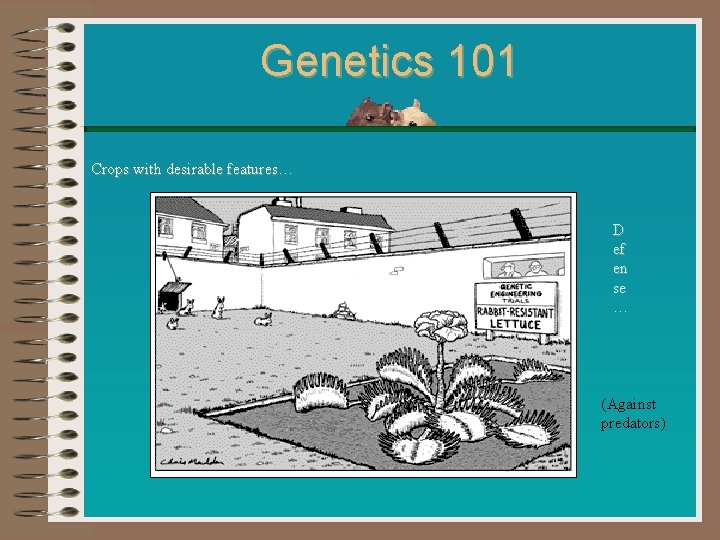 Genetics 101 Crops with desirable features… D ef en se … (Against predators) Genetics 101 Crops with desirable features… D ef en se … (Against predators)