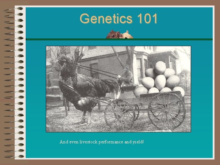 Genetics 101 And even livestock performance and yield! 