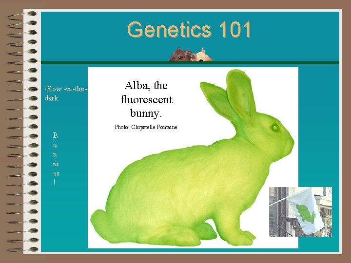 Genetics 101 Glow -in-thedark Alba, the fluorescent bunny. Photo: Chrystelle Fontaine B u n