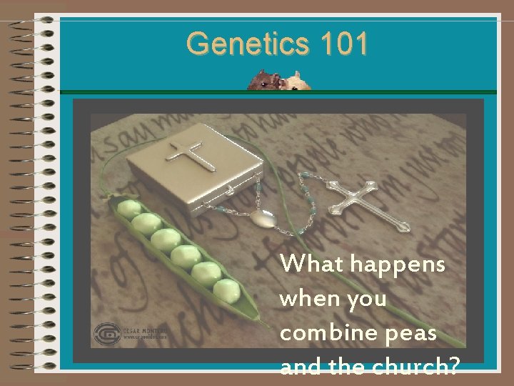 Genetics 101 macro What happens when you combine peas and the church? 