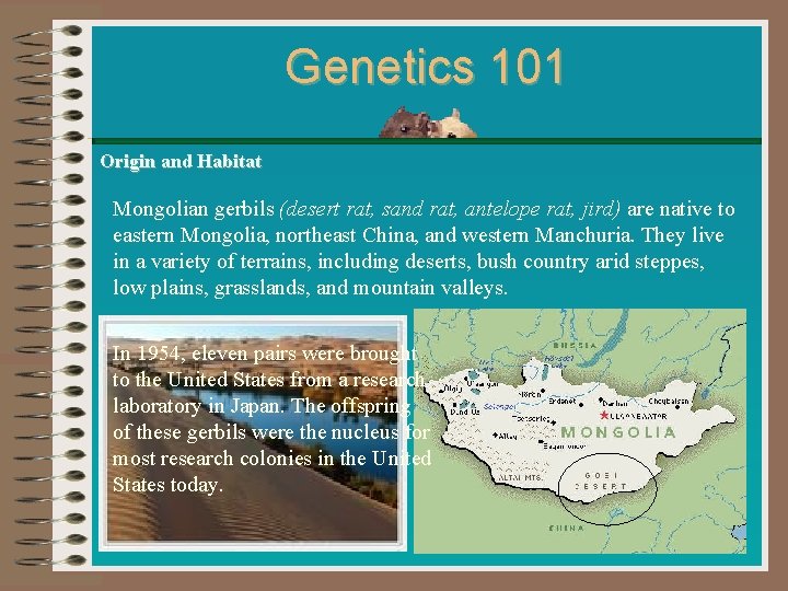 Genetics 101 Origin and Habitat Mongolian gerbils (desert rat, sand rat, antelope rat, jird) Genetics 101 Origin and Habitat Mongolian gerbils (desert rat, sand rat, antelope rat, jird)
